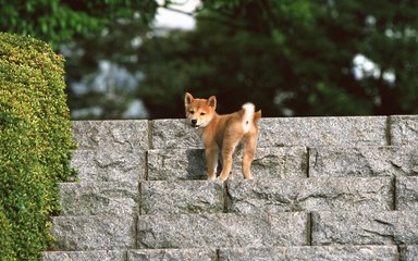 usdt wallet钱包苹果版